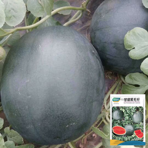 'Obsidian Sweet' Black Seedless Watermelon Seeds - Jet-Black Rind, Red Flesh
