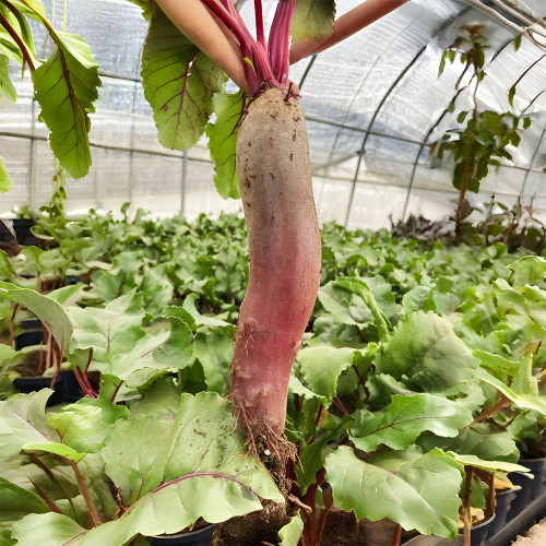 ALTO Long-shaped Red Garden Beet Seeds - Vigorous Growth & High Yield, Superior Flavor, for Processing & Fresh Eating
