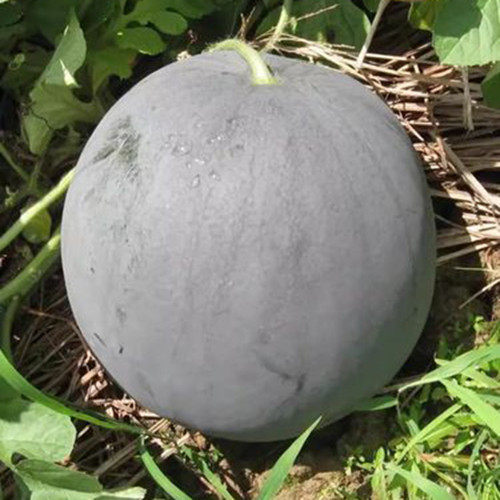 'Golden Obsidian' Seedless Watermelon Seeds - Black Rind, Yellow Flesh, High Sweetness