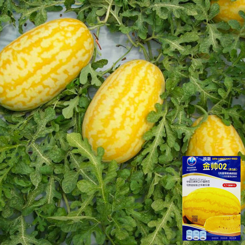 'Jinshuai 02 Golden Robe' Watermelon Seeds - Oval Shape, High Yield, Aromatic, 200 Original Seeds