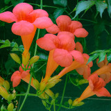 Chinese Trumpet Vine Seeds - Orange Red Trumpet Shaped Flowers, Fast Growing Climber for Fences & Trellis