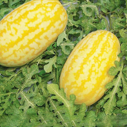 'Jinshuai 02 Golden Robe' Watermelon Seeds - Oval Shape, High Yield, Aromatic, 200 Original Seeds