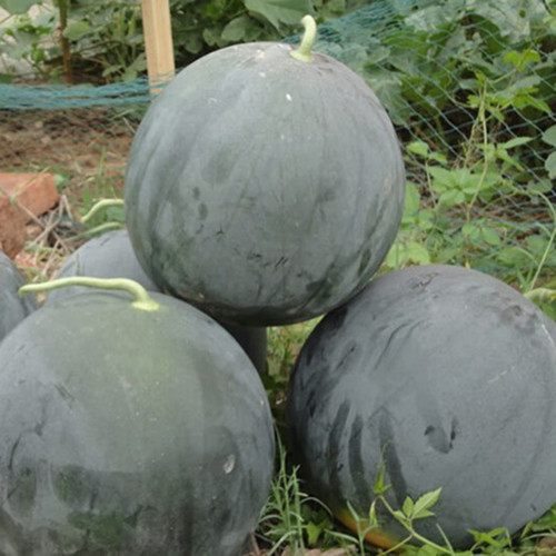 'Obsidian Sweet' Black Seedless Watermelon Seeds - Jet-Black Rind, Red Flesh