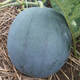 'Golden Obsidian' Seedless Watermelon Seeds - Black Rind, Yellow Flesh, High Sweetness