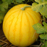 'Jinling 03 Golden' Watermelon Seeds - Round Shape, Tender Flesh, High Brix, 200 Premium Seeds