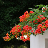 Chinese Trumpet Vine Seeds - Orange Red Trumpet Shaped Flowers, Fast Growing Climber for Fences & Trellis