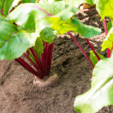 ALTO Long-shaped Red Garden Beet Seeds - Vigorous Growth & High Yield, Superior Flavor, for Processing & Fresh Eating