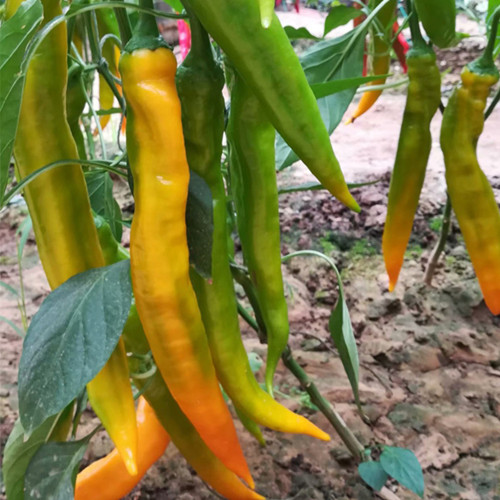 Golden Fragrant Horn Pepper Seeds: Golden Yellow & Mildly Spicy, F1 Hybrid, Vigorous Grower, Premium Quality.