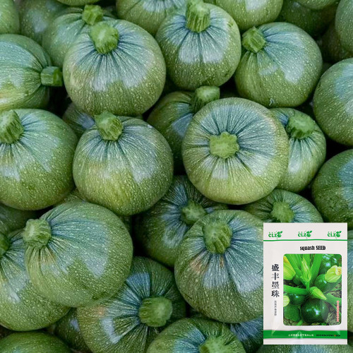 Shengfeng Dark Jade Zucchini Seeds - Early Maturing Variety, Round Zucchini, High Gloss, High Yield, Stable Quality