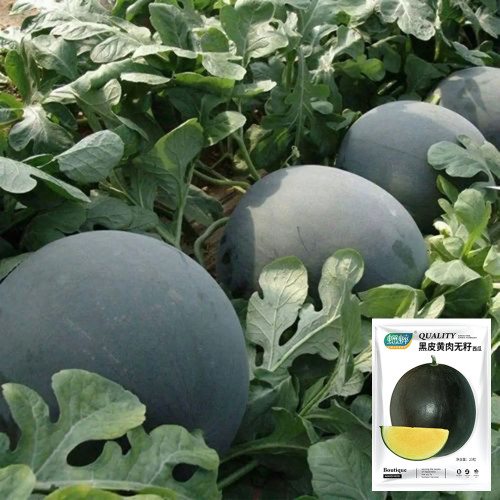 'Golden Obsidian' Seedless Watermelon Seeds - Black Rind, Yellow Flesh, High Sweetness
