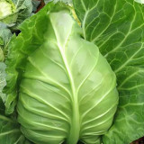 Oxheart Cabbage Seeds - Early Maturing, Heart-Shaped, Tender Green Heads for Small Gardens