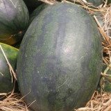 Early Maturing Watermelon Seeds - High Yield, Transport Tolerant, Sweet Crisp Red Flesh