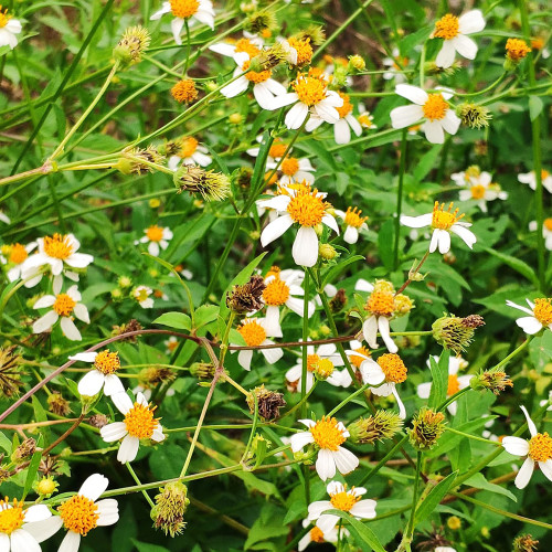 White-Flower Sandbur Seeds - White-Flowered, Architectural Garden Interest