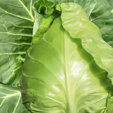 Oxheart Cabbage Seeds - Early Maturing, Heart-Shaped, Tender Green Heads for Small Gardens