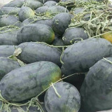 Early Maturing Watermelon Seeds - High Yield, Transport Tolerant, Sweet Crisp Red Flesh