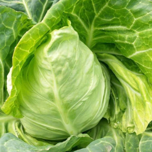 Oxheart Cabbage Seeds - Early Maturing, Heart-Shaped, Tender Green Heads for Small Gardens