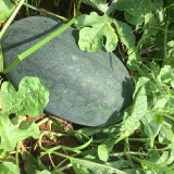 Early Maturing Watermelon Seeds - High Yield, Transport Tolerant, Sweet Crisp Red Flesh