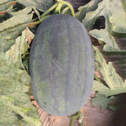 Early Maturing Watermelon Seeds - High Yield, Transport Tolerant, Sweet Crisp Red Flesh