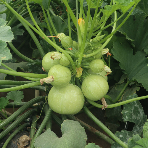 Green Pearl Zucchini Seeds - Round, High Yield, Disease Resistant, Short Vine Type for Home Garden