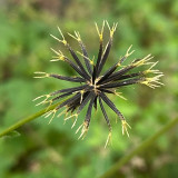 White-Flower Sandbur Seeds - White-Flowered, Architectural Garden Interest