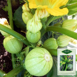 Green Pearl Zucchini Seeds - Round, High Yield, Disease Resistant, Short Vine Type for Home Garden