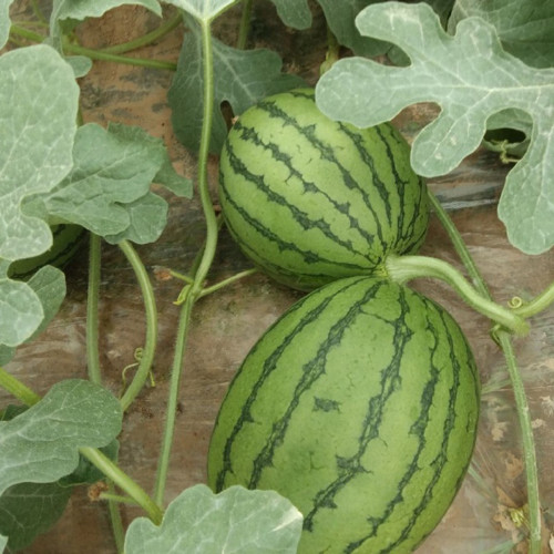 'Crimson Jewel' Watermelon Seeds -  Early Maturing, Red Flesh, Sweet, high-yielding, and ideal for greenhouse cultivation