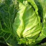 Oxheart Cabbage Seeds - Early Maturing, Heart-Shaped, Tender Green Heads for Small Gardens