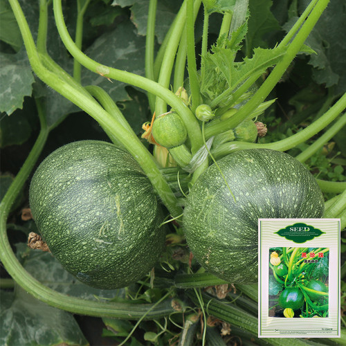 Black Pearl Zucchini Seeds - F1 Hybrid, Early-Maturing, High-Yield, Round Zucchini