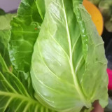 Oxheart Cabbage Seeds - Early Maturing, Heart-Shaped, Tender Green Heads for Small Gardens