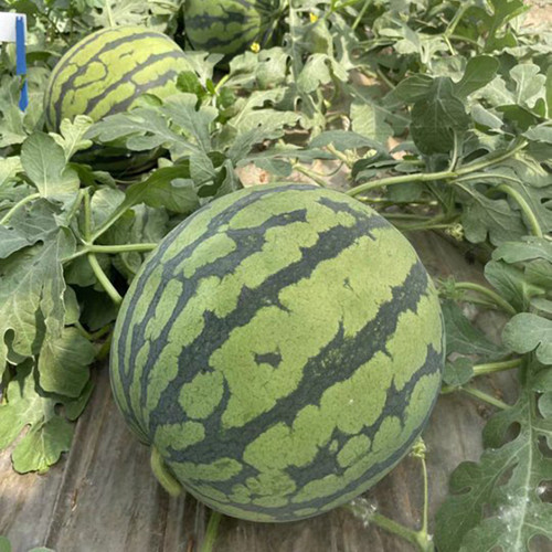 'Xia Shi No.1' Watermelon Seeds - Crisp Red Flesh, Sweet Melon, for Greenhouse and Open Field