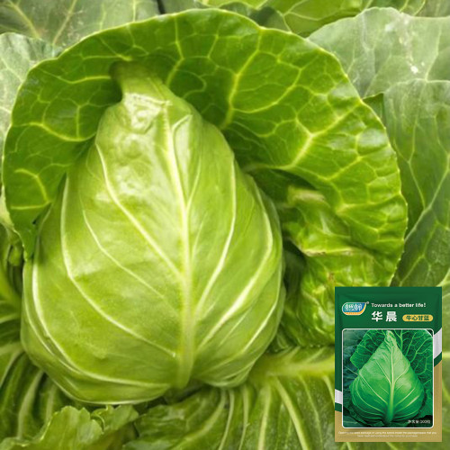Oxheart Cabbage Seeds - Early Maturing, Heart-Shaped, Tender Green Heads for Small Gardens