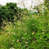 White-Flower Sandbur Seeds - White-Flowered, Architectural Garden Interest