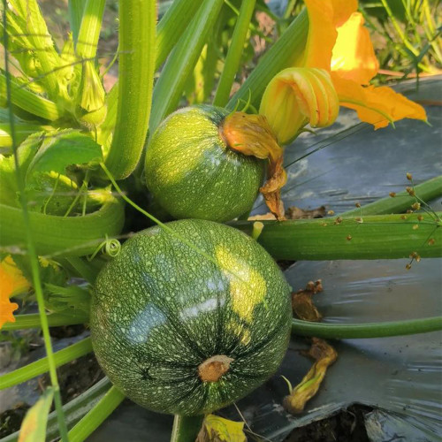 Black Pearl Zucchini Seeds - F1 Hybrid, Early-Maturing, High-Yield, Round Zucchini