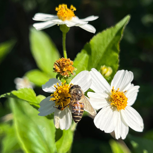 White-Flower Sandbur Seeds - White-Flowered, Architectural Garden Interest