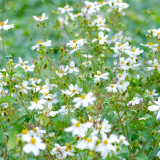 White-Flower Sandbur Seeds - White-Flowered, Architectural Garden Interest