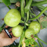 Green Pearl Zucchini Seeds - Round, High Yield, Disease Resistant, Short Vine Type for Home Garden