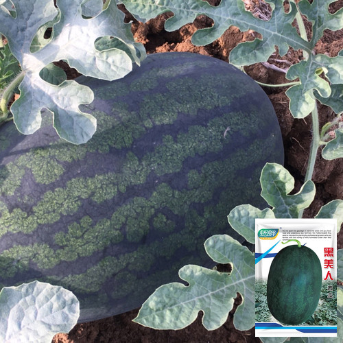 Early Maturing Watermelon Seeds - High Yield, Transport Tolerant, Sweet Crisp Red Flesh