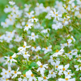 White-Flower Sandbur Seeds - White-Flowered, Architectural Garden Interest