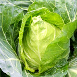 Oxheart Cabbage Seeds - Early Maturing, Heart-Shaped, Tender Green Heads for Small Gardens
