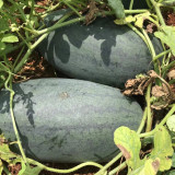 Early Maturing Watermelon Seeds - High Yield, Transport Tolerant, Sweet Crisp Red Flesh