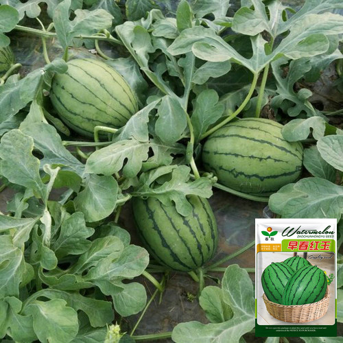 'Crimson Jewel' Watermelon Seeds -  Early Maturing, Red Flesh, Sweet, high-yielding, and ideal for greenhouse cultivation