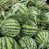 'Xia Shi No.1' Watermelon Seeds - Crisp Red Flesh, Sweet Melon, for Greenhouse and Open Field