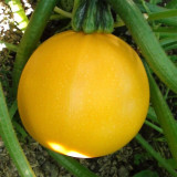 Yellow Pearl Zucchini Seeds - Early-Maturing, High Yield, Short-Vine, Round Golden Hybrid