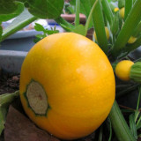 Yellow Pearl Zucchini Seeds - Early-Maturing, High Yield, Short-Vine, Round Golden Hybrid