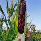 'Yu Heitian Nuo 950' Black Waxy Sweet Corn - Sweet Flavor, Semi-Compact Plants for Home Gardeners