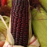 'Yu Heitian Nuo 950' Black Waxy Sweet Corn - Sweet Flavor, Semi-Compact Plants for Home Gardeners