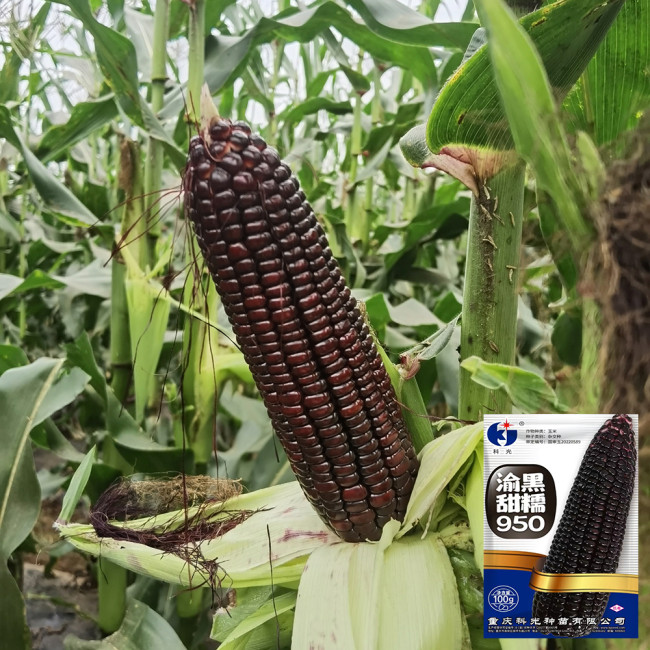 'Yu Heitian Nuo 950' Black Waxy Sweet Corn - Sweet Flavor, Semi-Compact Plants for Home Gardeners