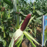 'Yu Heitian Nuo 950' Black Waxy Sweet Corn - Sweet Flavor, Semi-Compact Plants for Home Gardeners