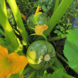 Black Pearl Round Zucchini Seeds - F1 Hybrid, Early-Maturing, Compact Vine, High-Yield Vegetable Garden Seeds