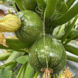 Black Pearl Round Zucchini Seeds - F1 Hybrid, Early-Maturing, Compact Vine, High-Yield Vegetable Garden Seeds